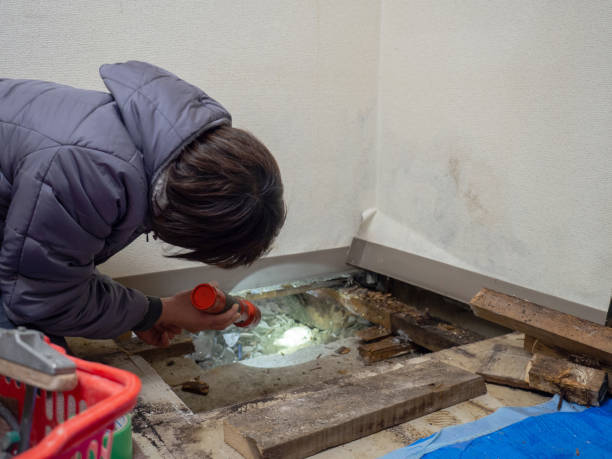 Best Black Mold Removal  in Avon, MN