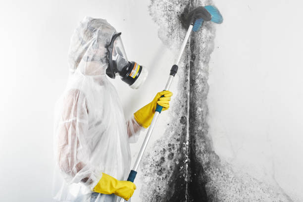 Best Emergency Mold Remediation  in Avon, MN